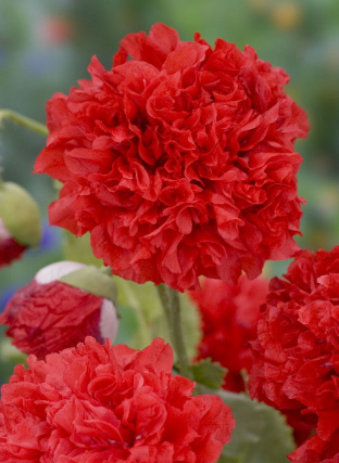 Papaver somniferum 'Scarlet Peony'